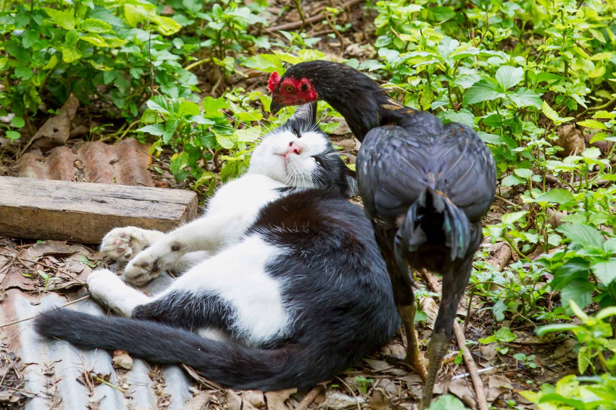 Will Cats Kill Chickens? (How to Protect Chickens From Cats)
