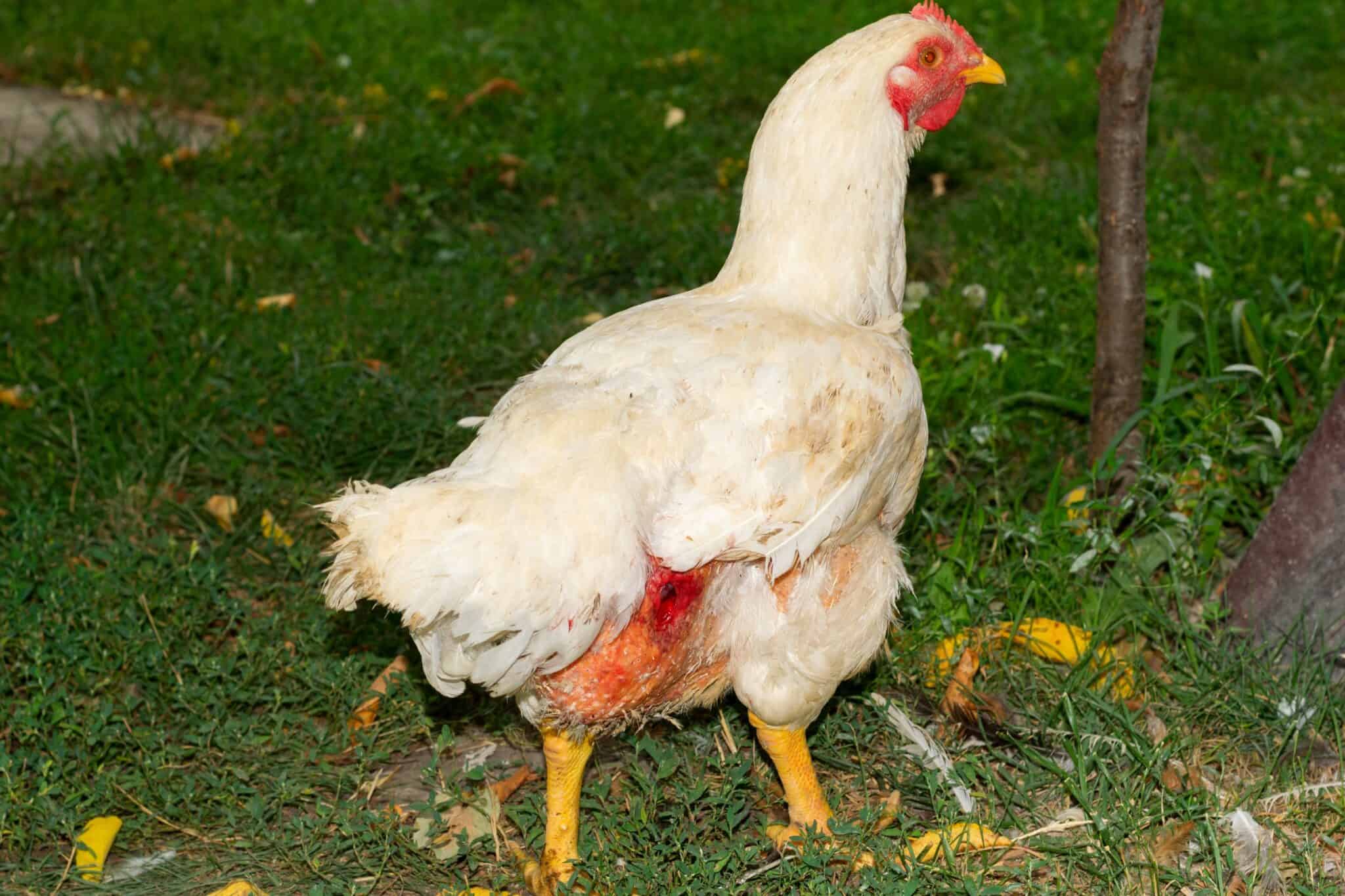 Vent Gleet in Chickens Symptoms, Causes & Treatments