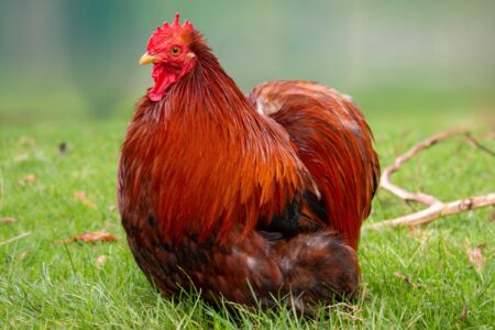 Cochin Bantam Chicken: Breed Profile, Facts & Pictures