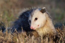 Do Possums Eat Chickens? (And How to Prevent It)