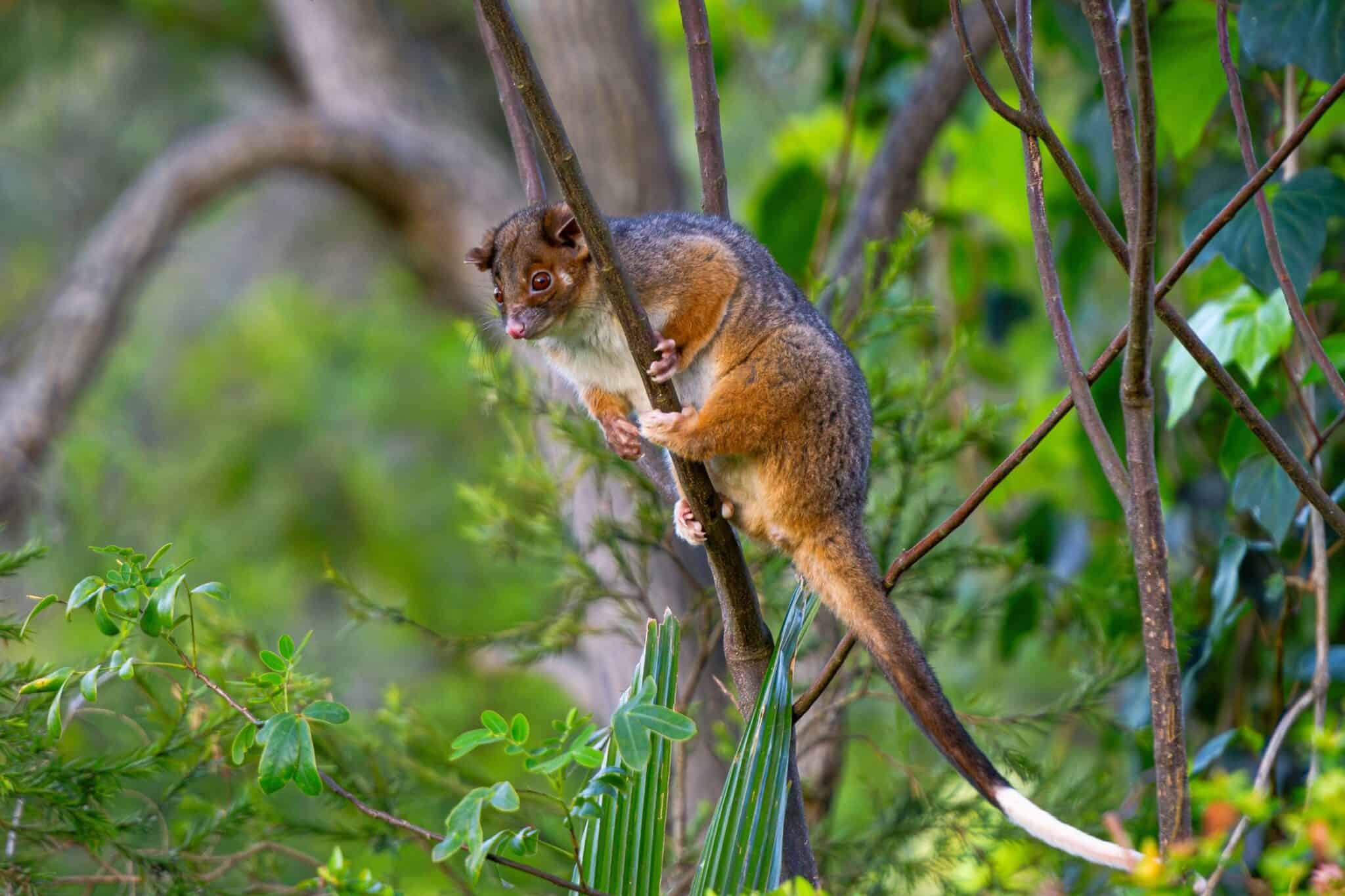 Do Possums Eat Chickens? (And How to Prevent It)