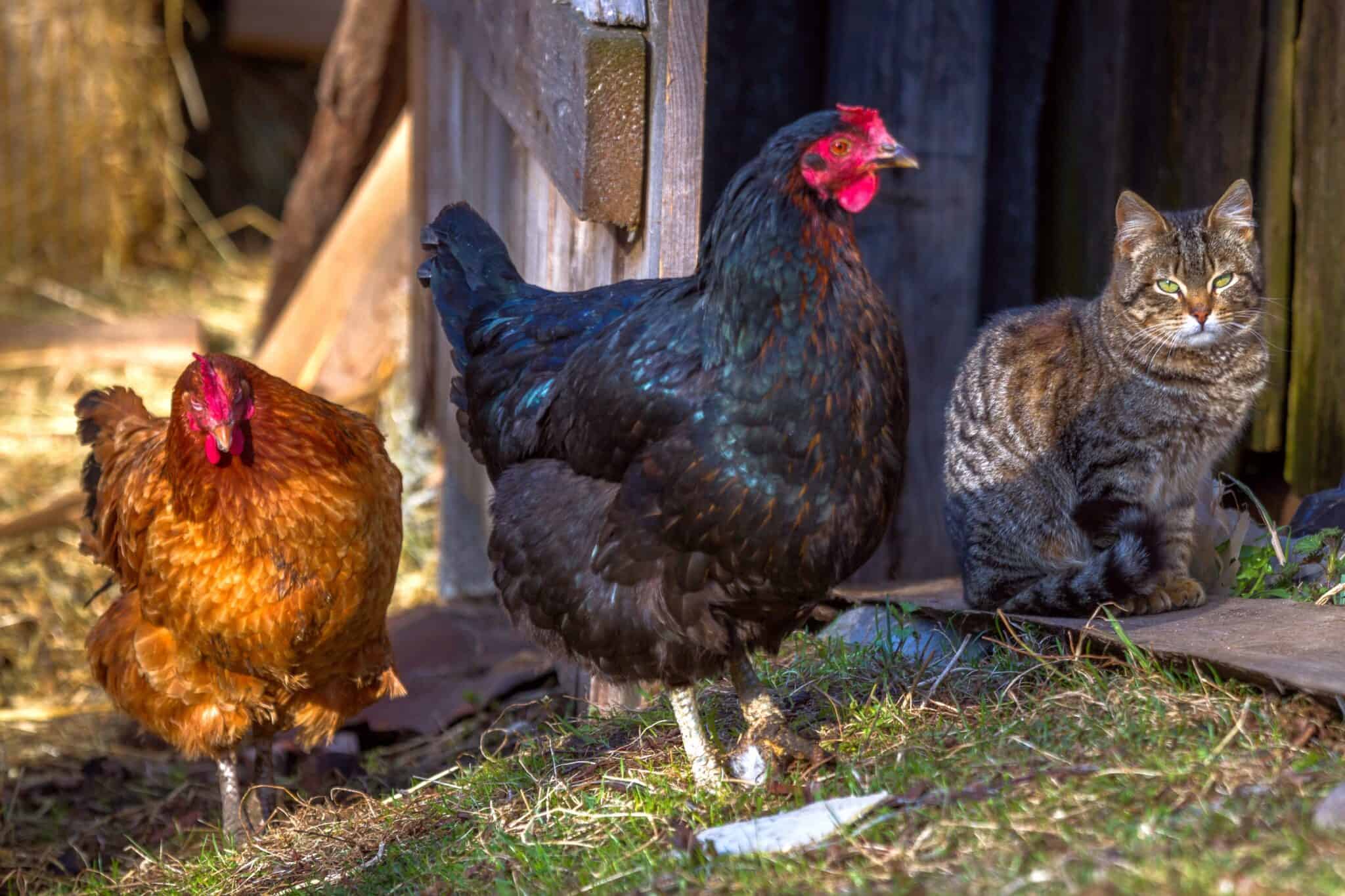 Will Cats Kill Chickens? (How to Protect Chickens From Cats)