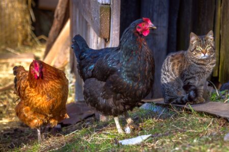 Will Cats Kill Chickens? (How to Protect Chickens From Cats)