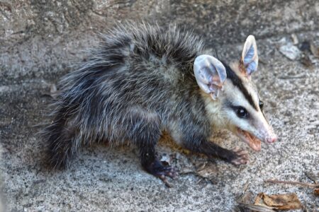 Do Possums Eat Chickens? (And How to Prevent It)