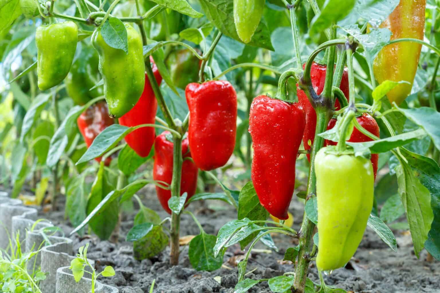 Can Chickens Eat Peppers? (Health Benefits & Risks)