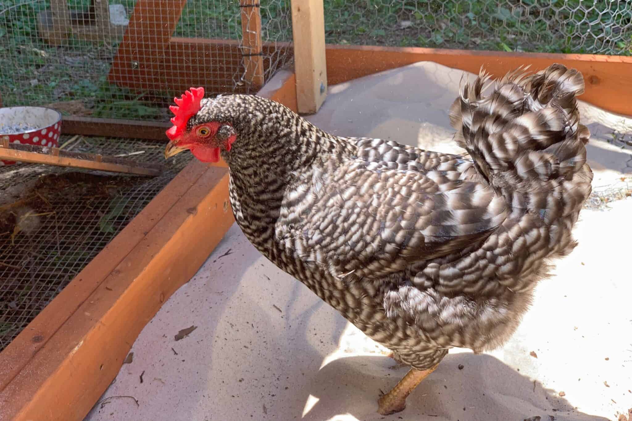 Diatomaceous Earth for Chickens Benefits & How to Use