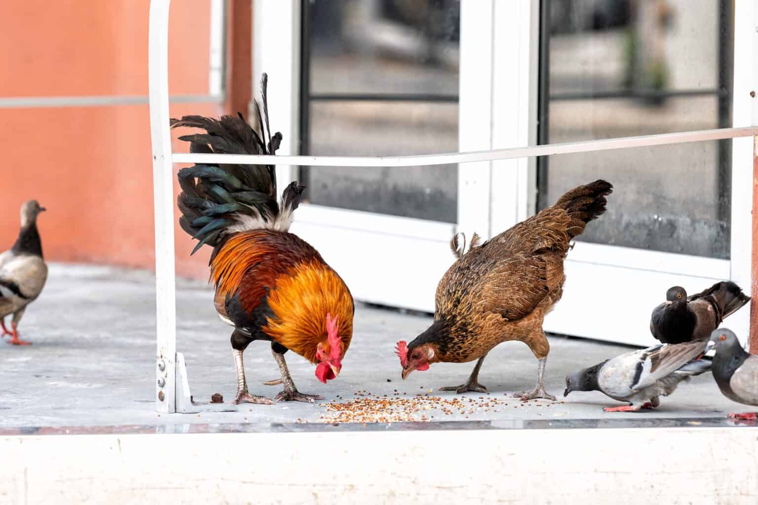 Can Chickens Eat Wild Bird Seed? (Pros & Cons Explained)