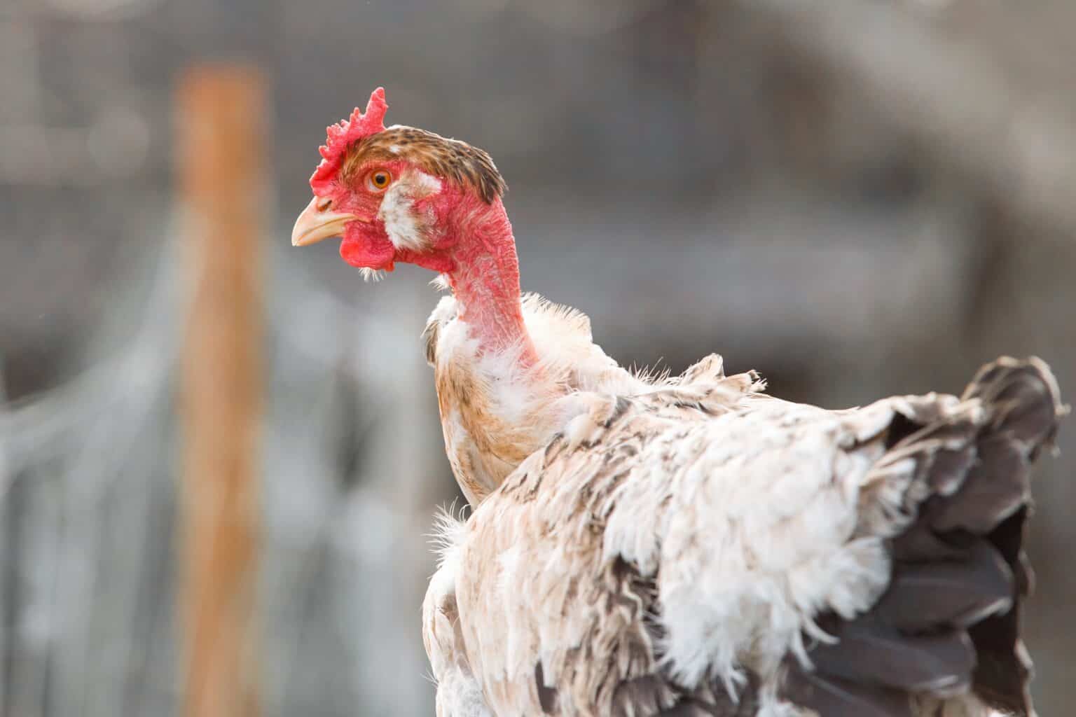 Tur Chicken Naked Neck (Turken Chicken): Breed Profile & Pictures