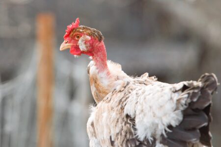 Naked Neck (Turken Chicken): Breed Profile & Pictures