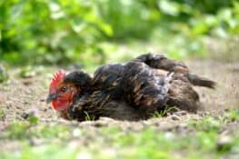 View of Chicken Mites: How to Identify and Get Rid of Them