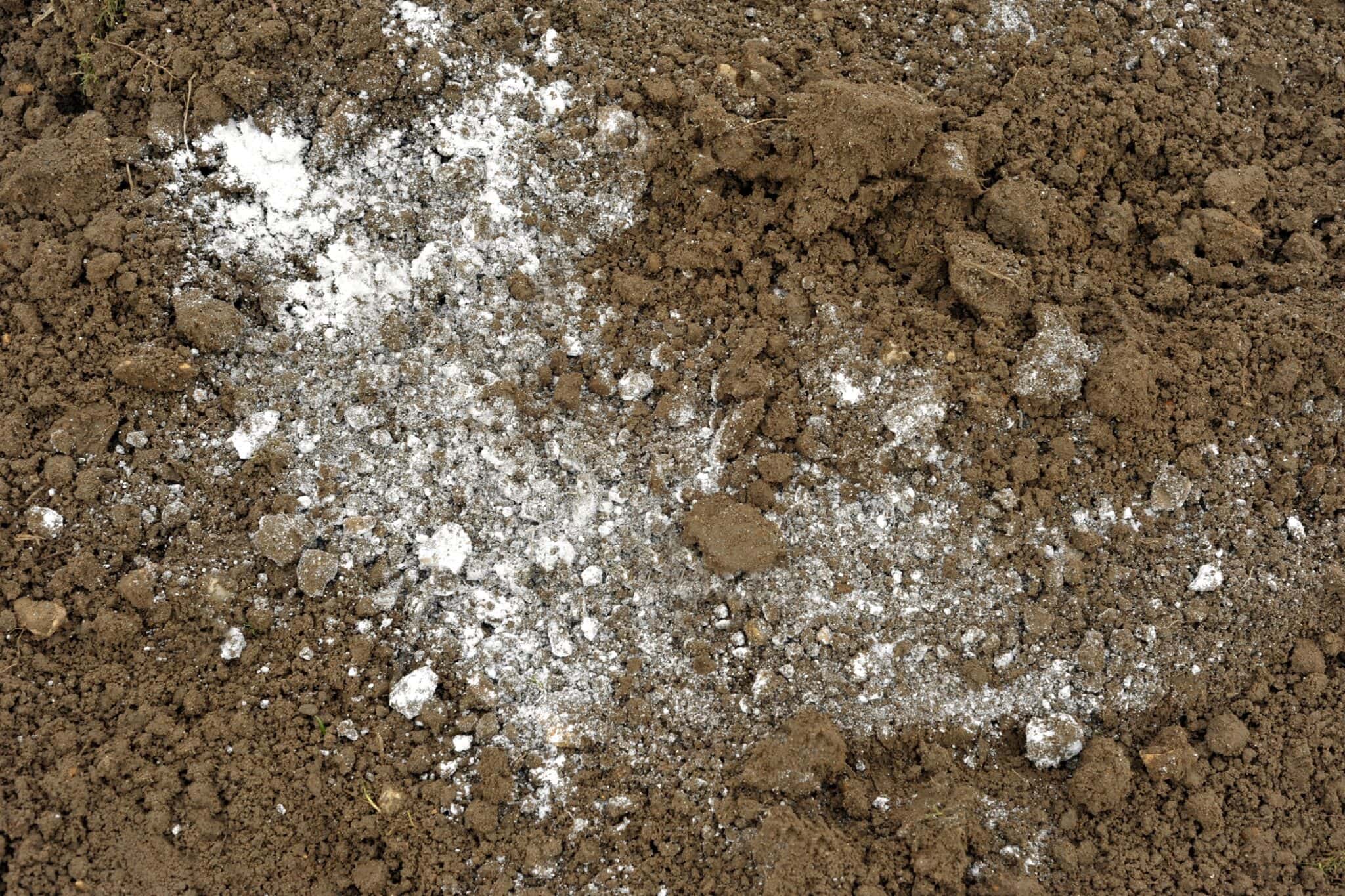 How to Use Lime for Chicken Coops: A Complete Guide