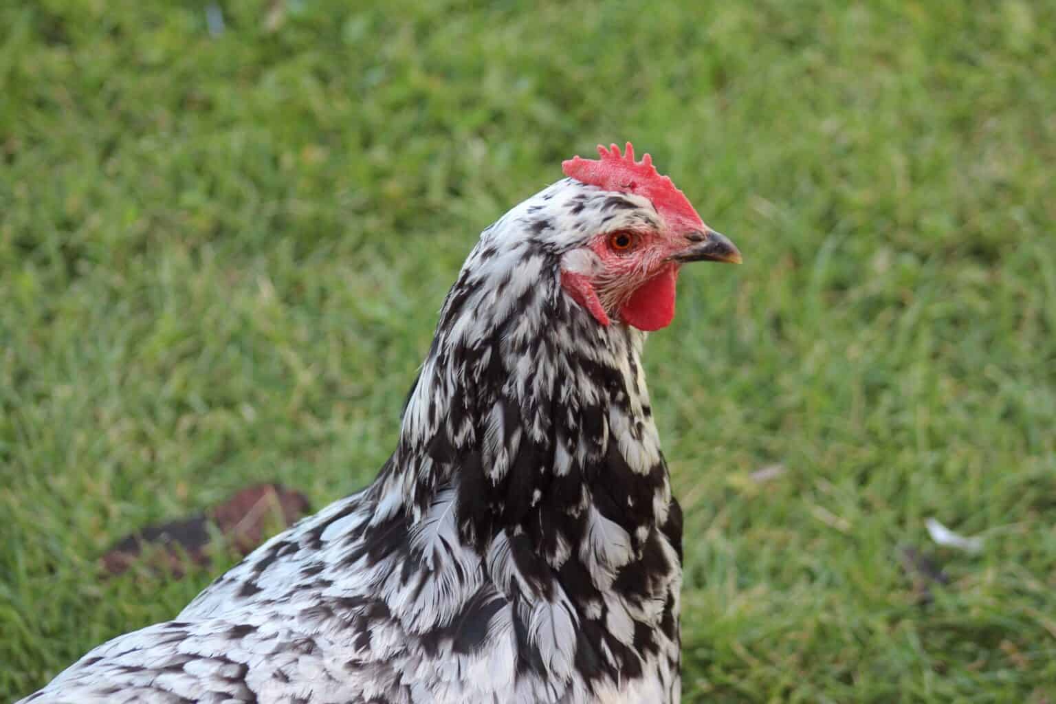 Top 20 Chickens That Lay Colored Eggs