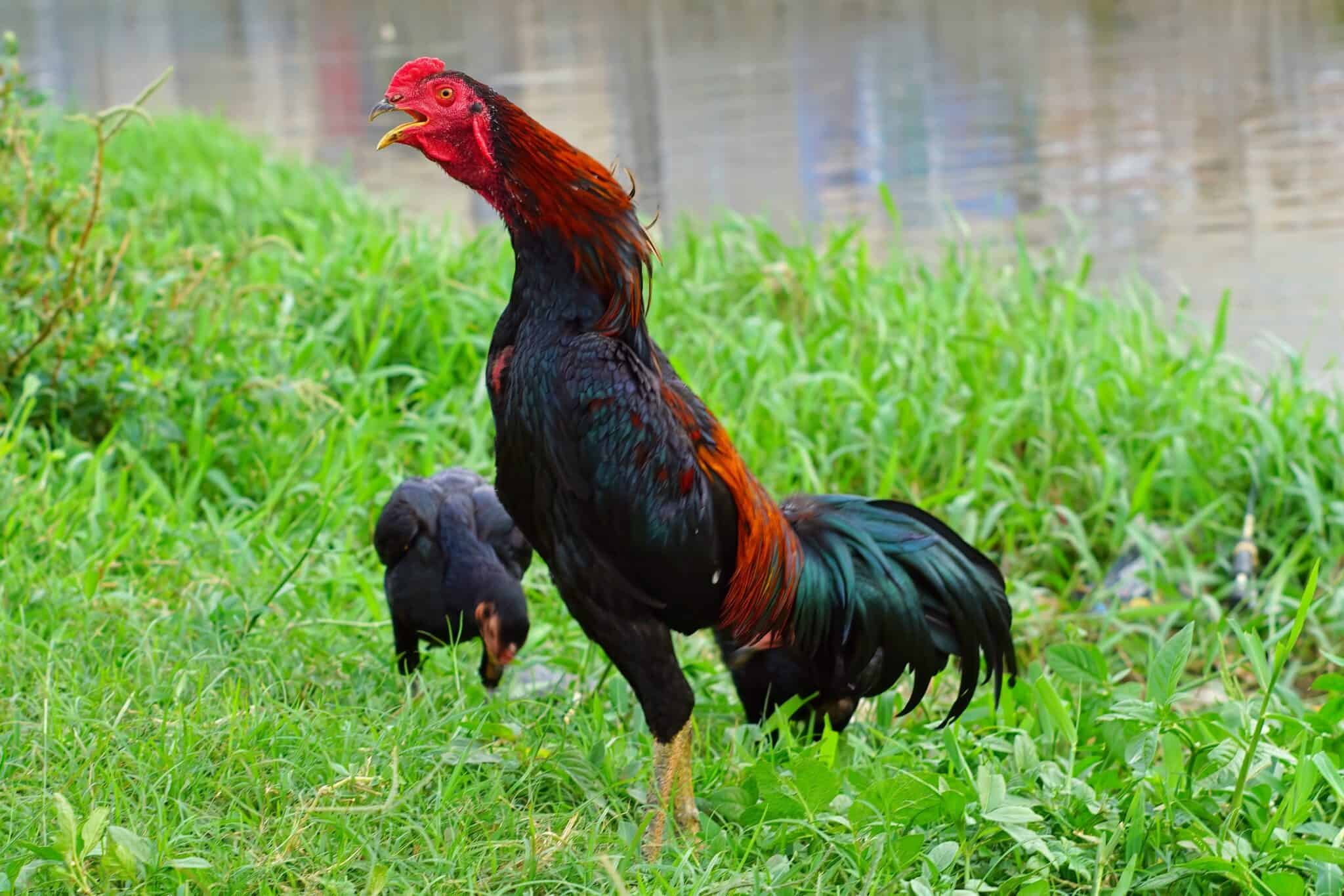 When Do Roosters Start Crowing? Daily Chickens