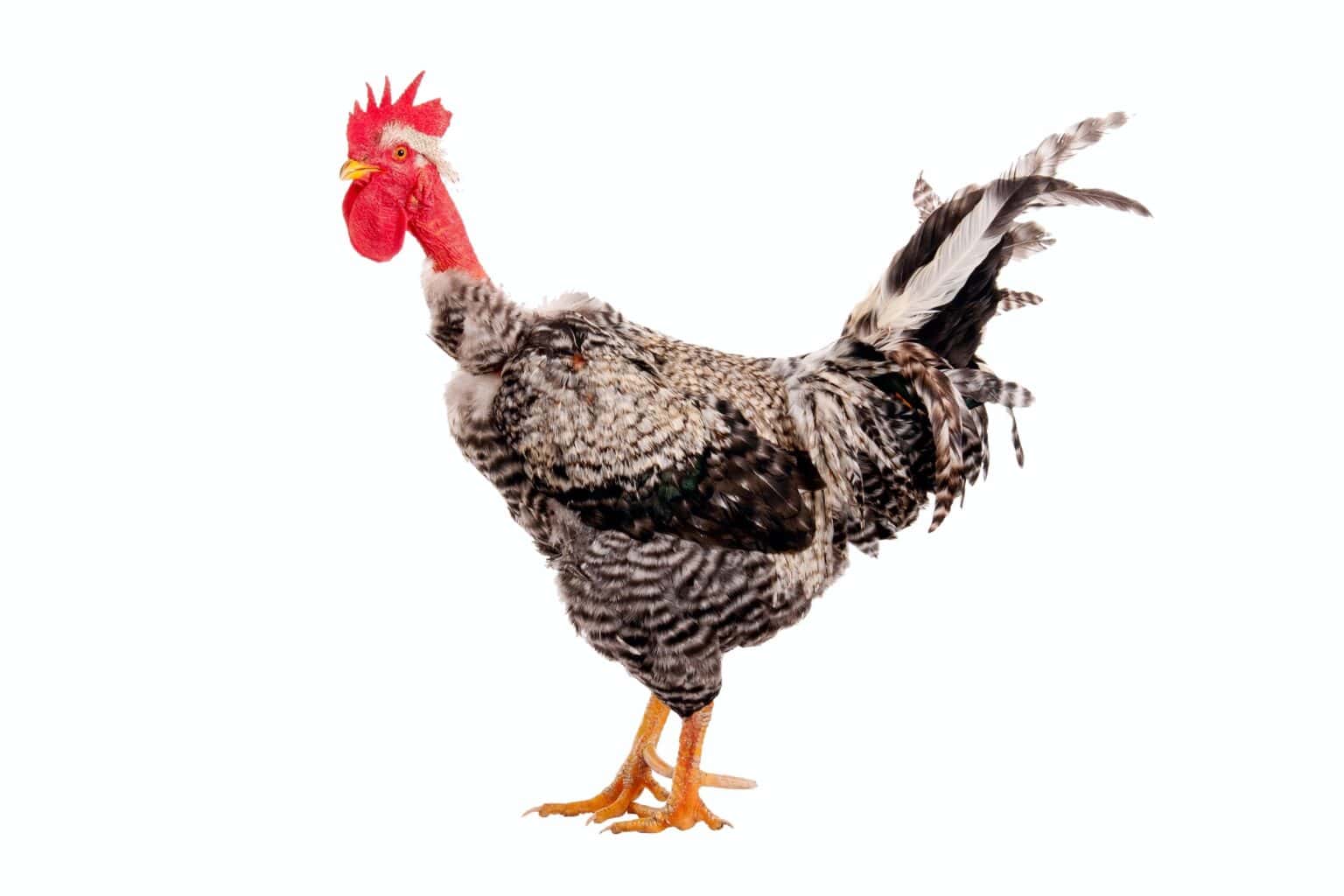 Turkan Chicken Naked Neck (Turken Chicken): Breed Profile & Pictures