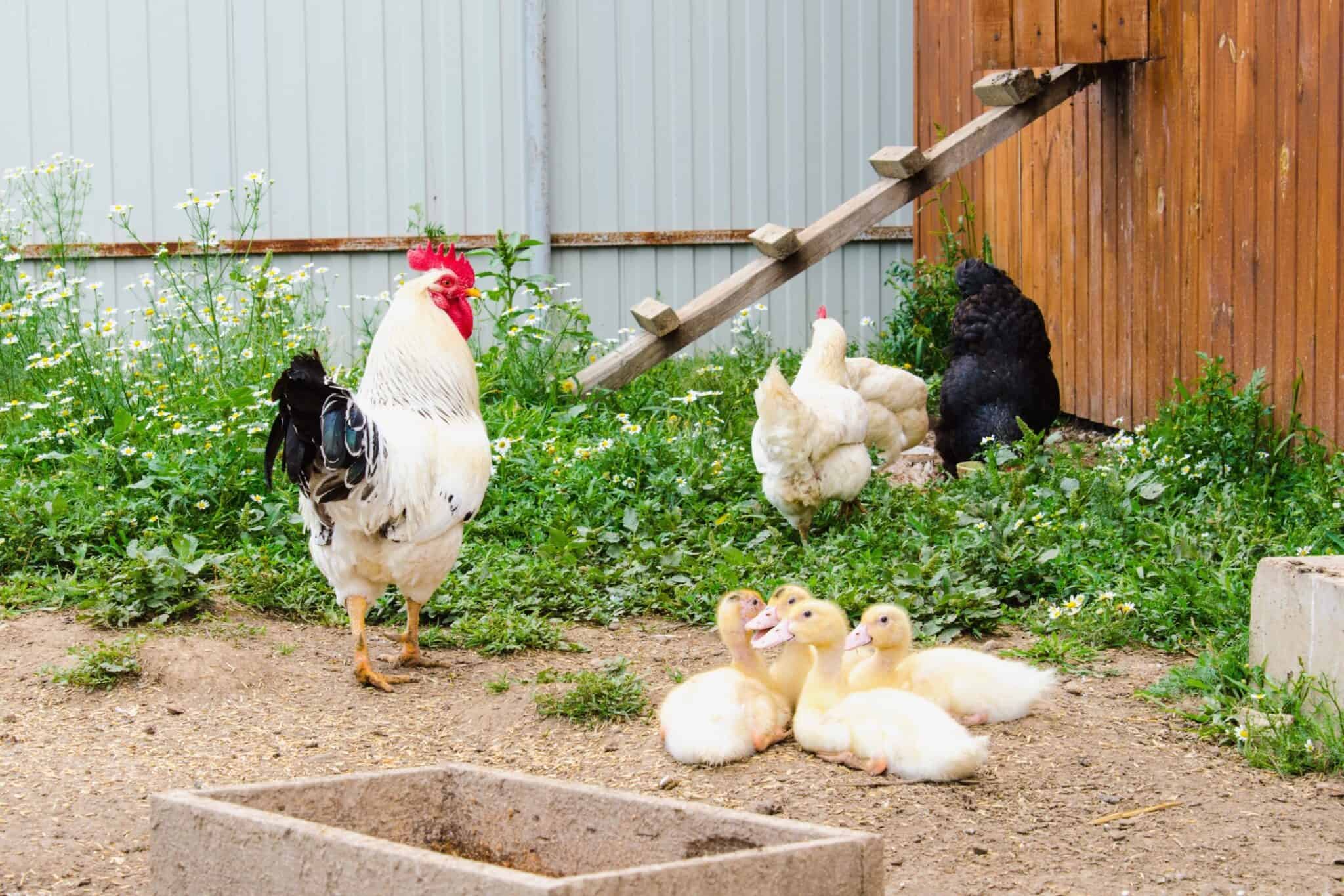 Can Chickens and Ducks Live Together? (Pros & Cons)