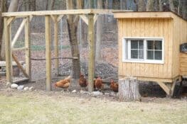 Do Raccoons Eat Chickens? (Tips to Protect Your Chickens)