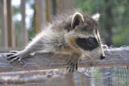 Do Raccoons Eat Chickens? (Tips to Protect Your Chickens)