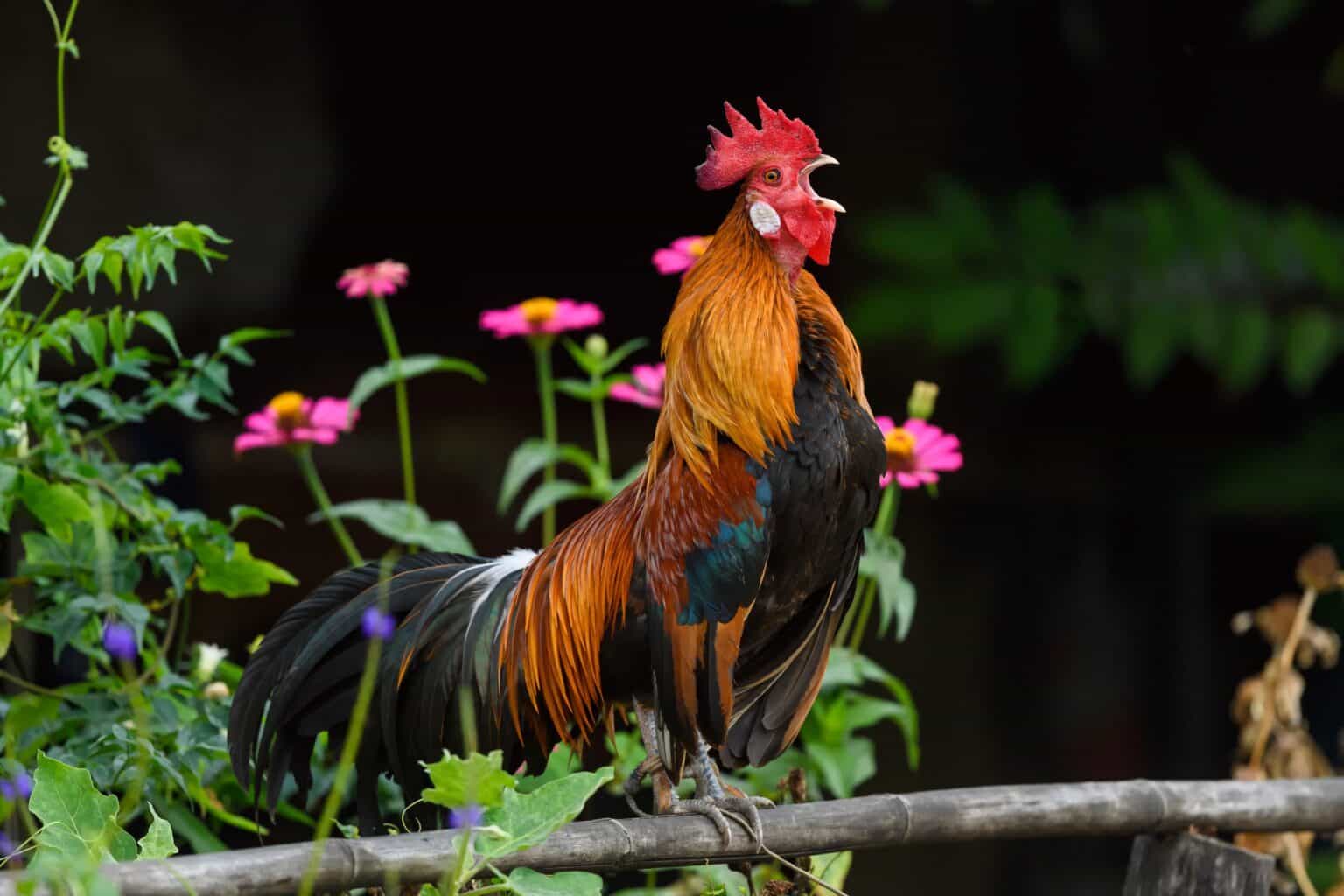 When Do Roosters Start Crowing? - Daily Chickens