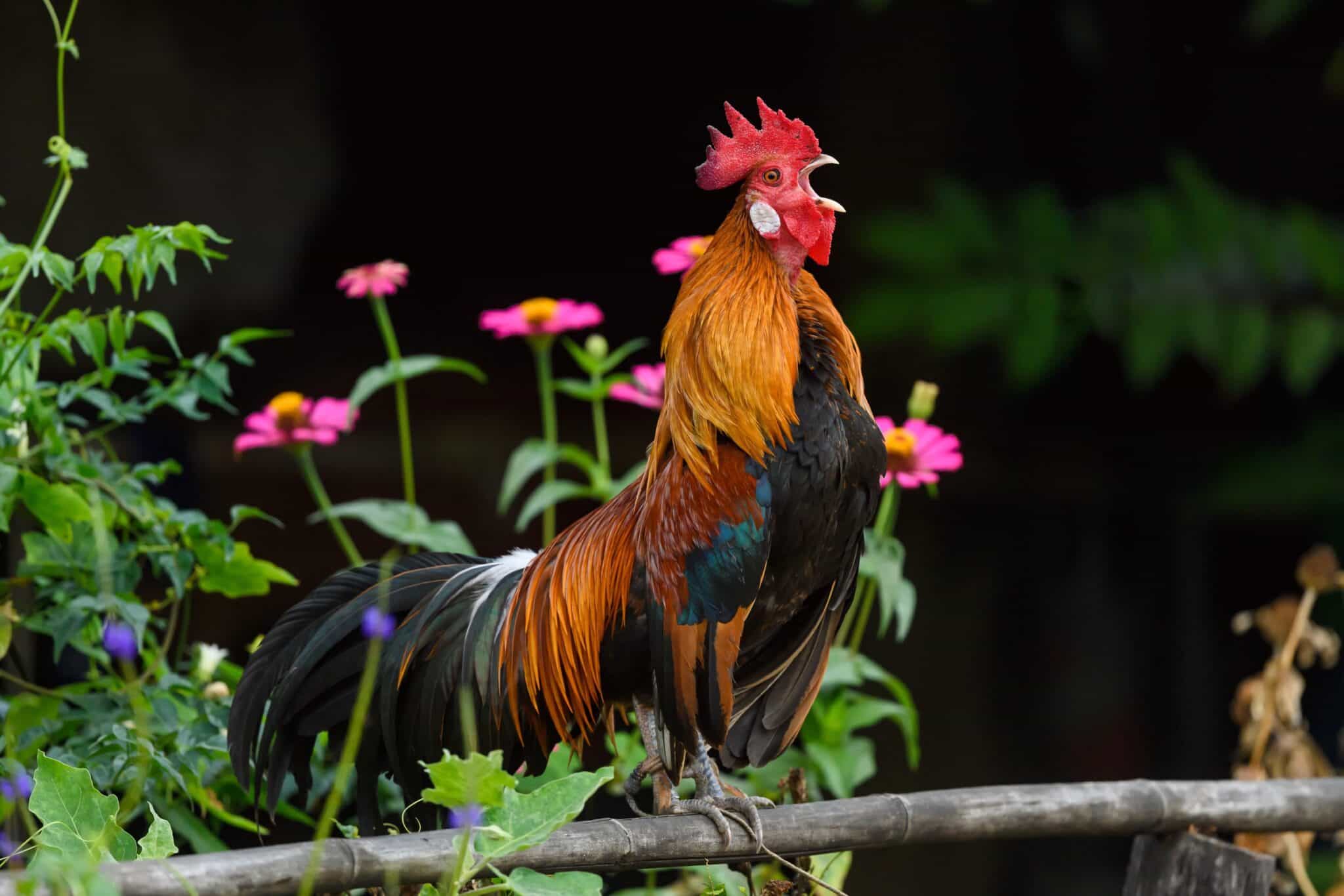 When Do Roosters Start Crowing? Daily Chickens