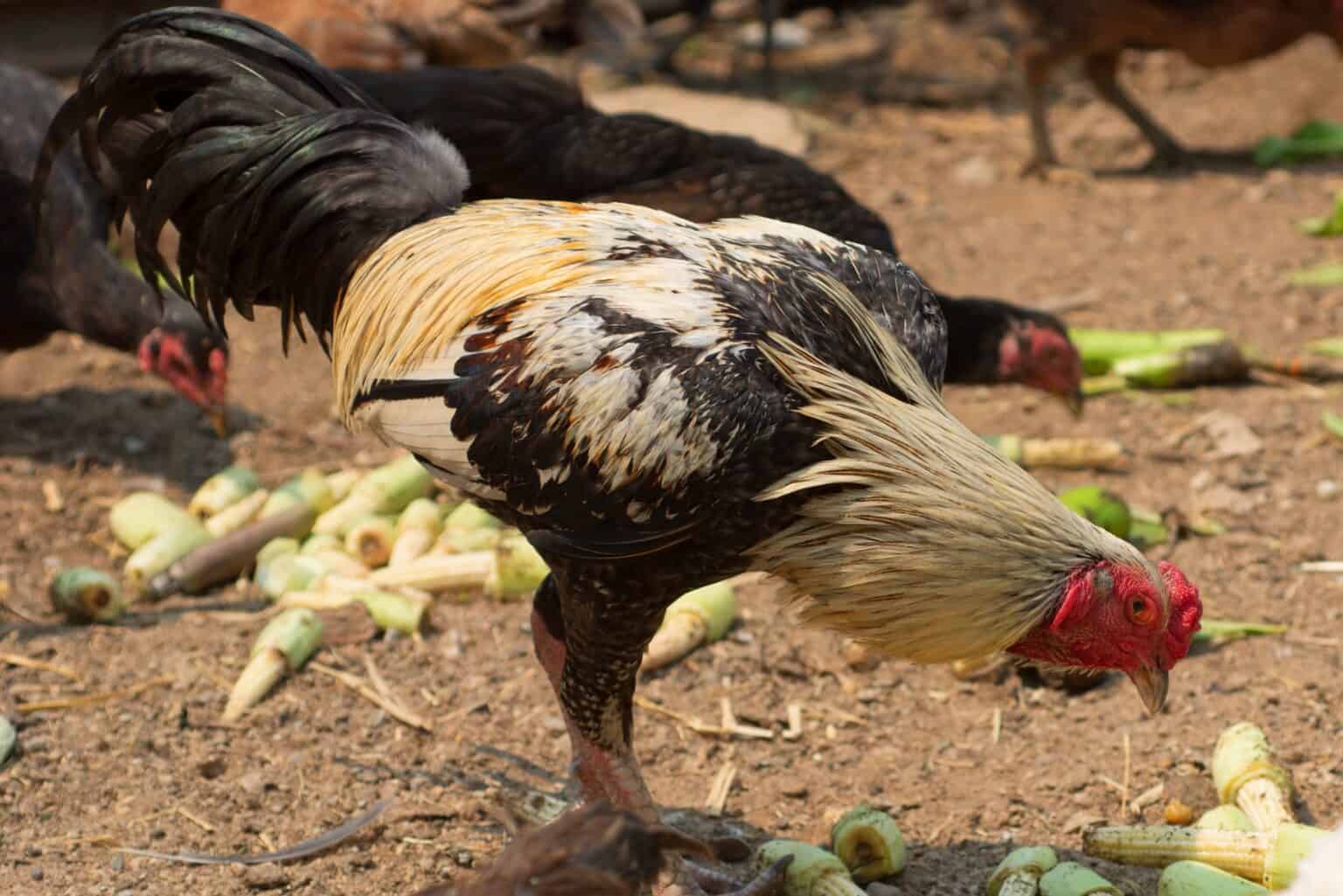 Can Chickens Eat Peppers? (Health Benefits & Risks)