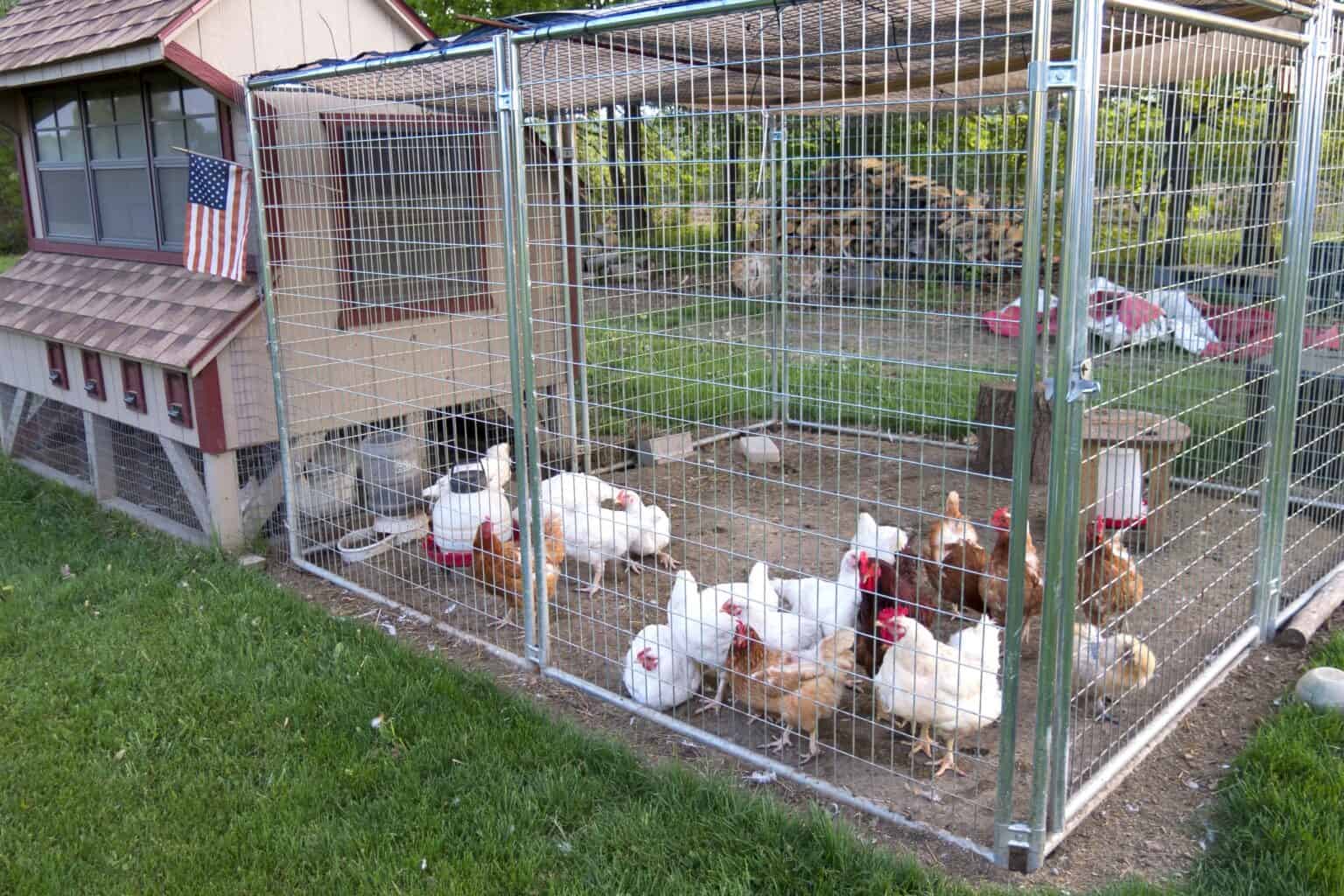 How to Use Lime for Chicken Coops A Complete Guide