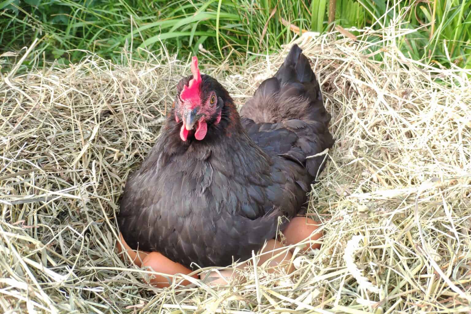 Top 10 Reasons Why Your Chickens Stop Laying Eggs