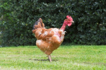Naked Neck (Turken Chicken): Breed Profile & Pictures
