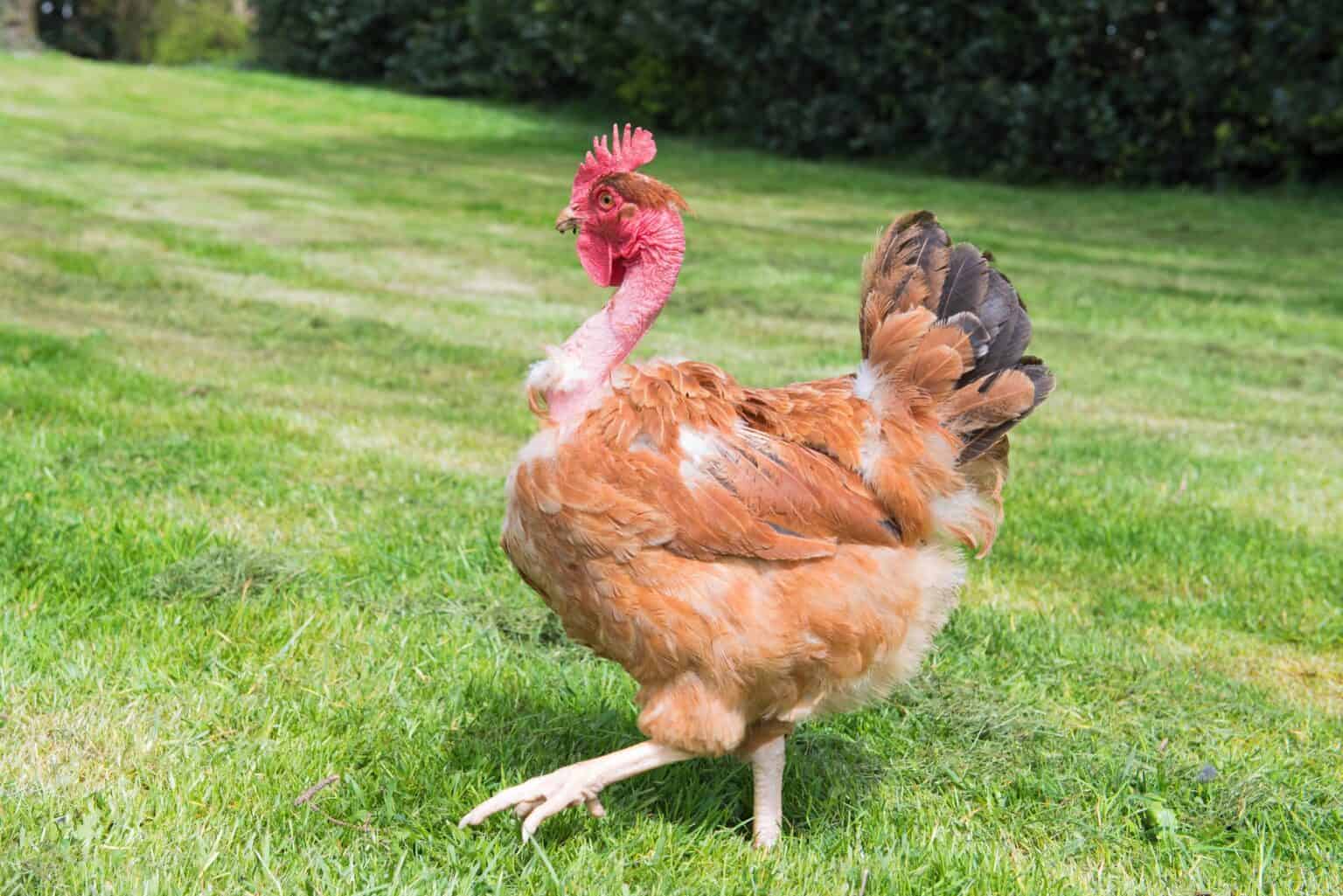 Turkan Chicken Naked Neck (Turken Chicken): Breed Profile & Pictures