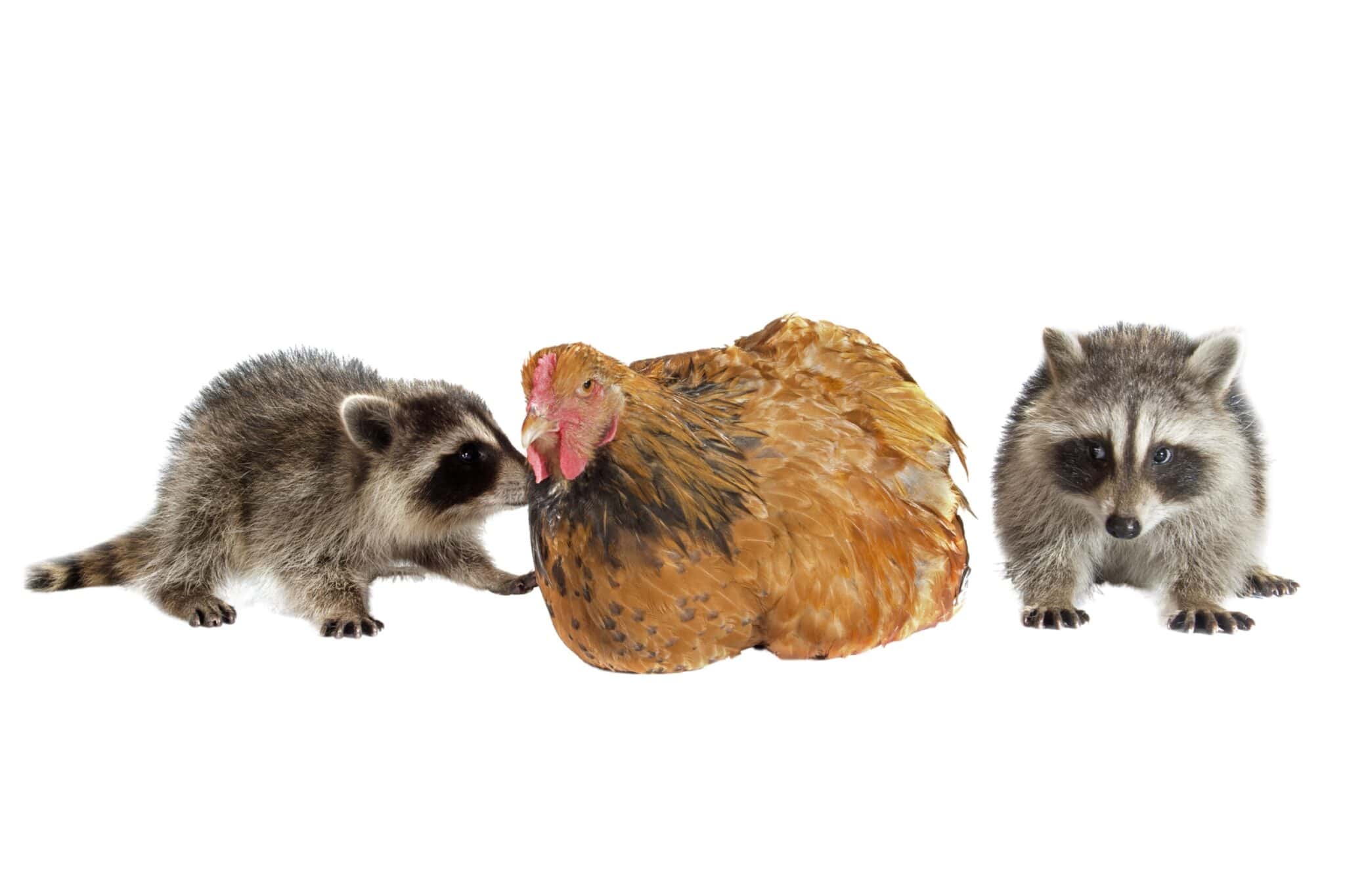 Do Raccoons Eat Chickens? (Tips to Protect Your Chickens)