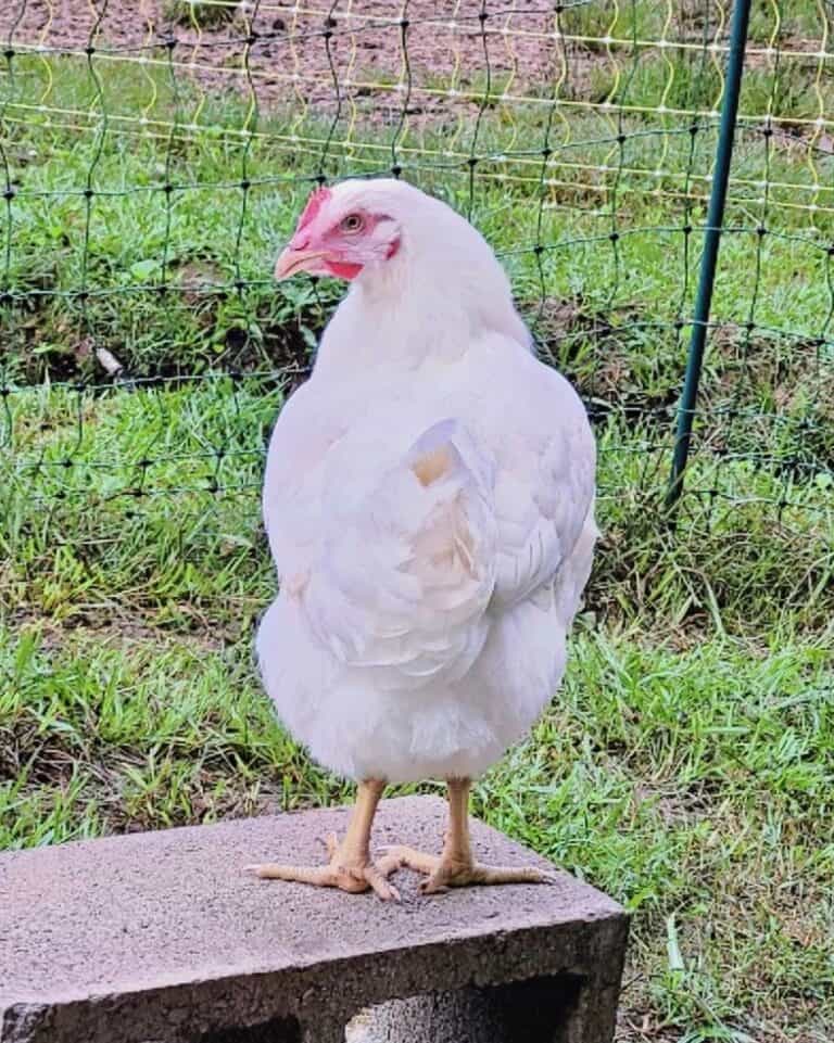 Amberlink Chicken: Breed Profile, Facts & Pictures