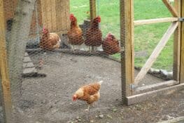 How Much Space Do Chickens Need? (Square Feet Per Chicken)