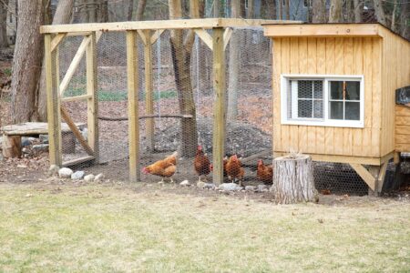 How Much Space Do Chickens Need? (Square Feet Per Chicken)