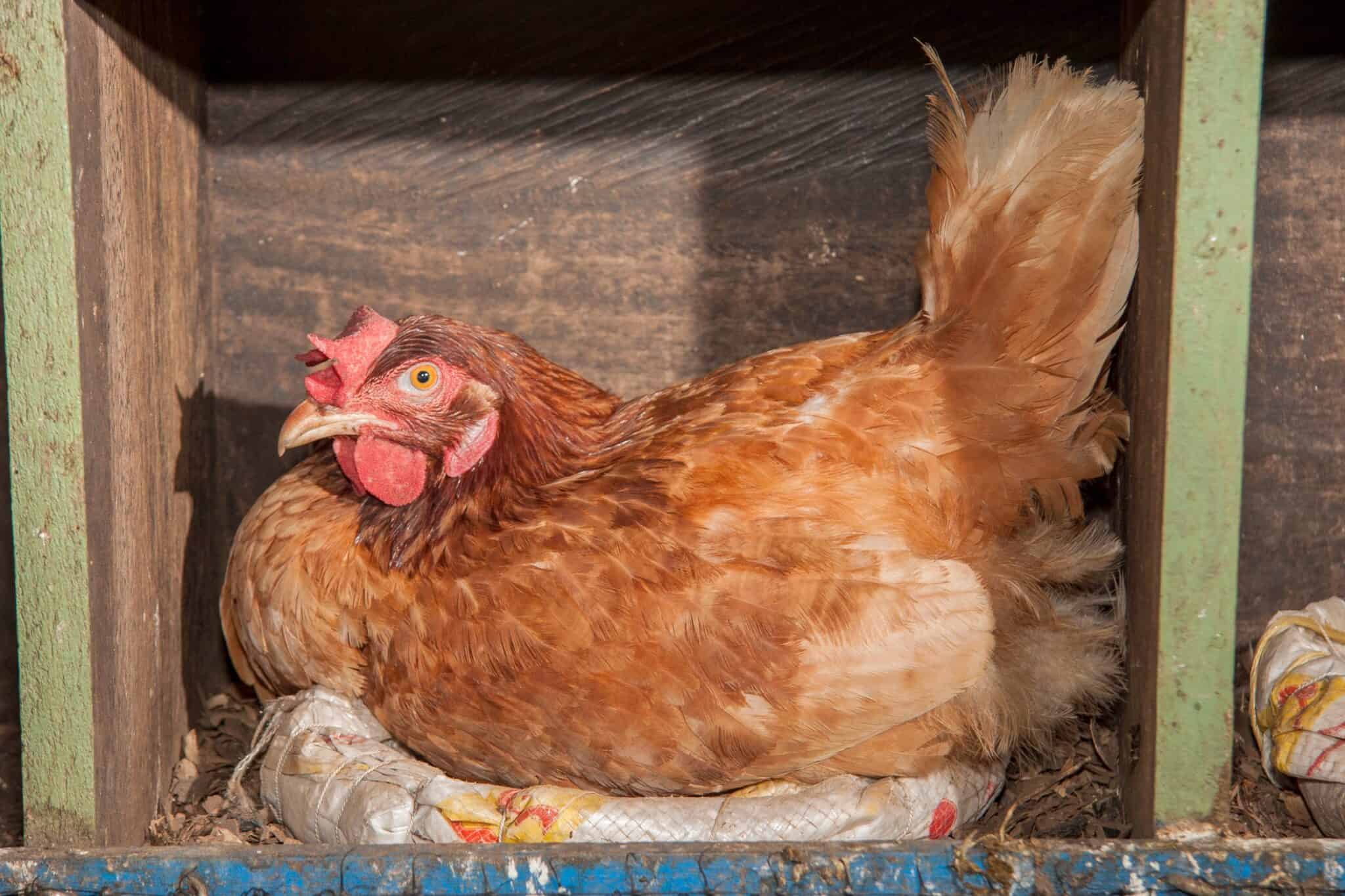 Broody Hen 101 What to Do & How to Stop Broodiness