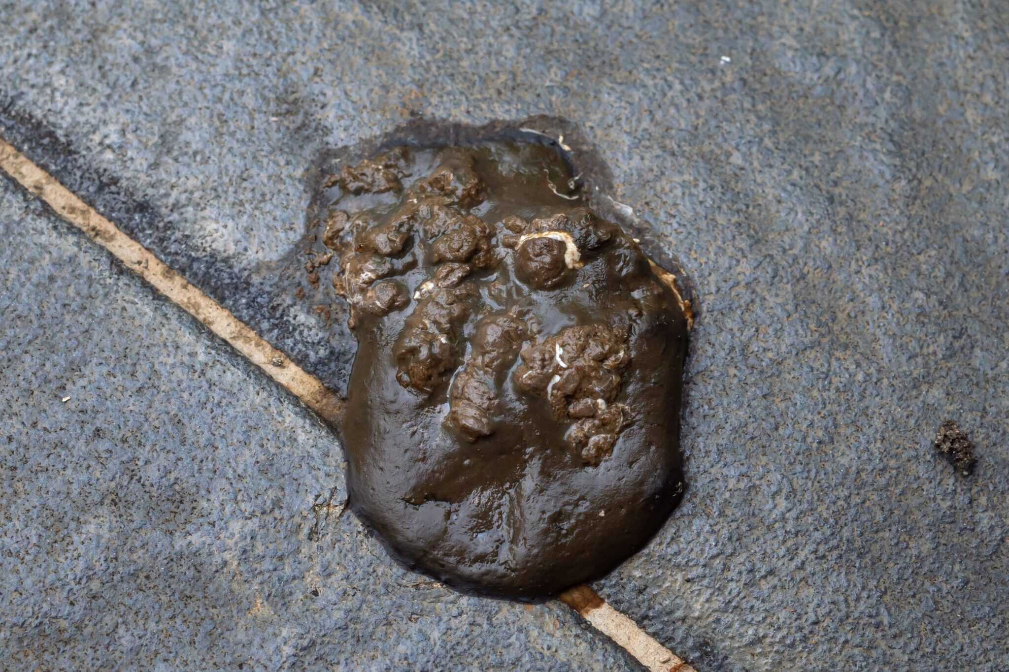 Do Chickens Pee? How Do Chickens Urinate? Daily Chickens