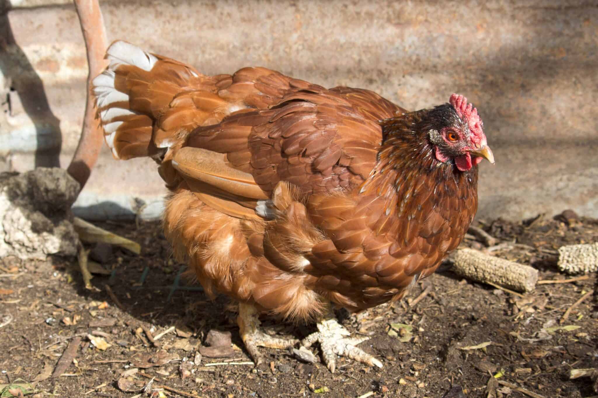 Do Chickens Pee? How Do Chickens Urinate? Daily Chickens