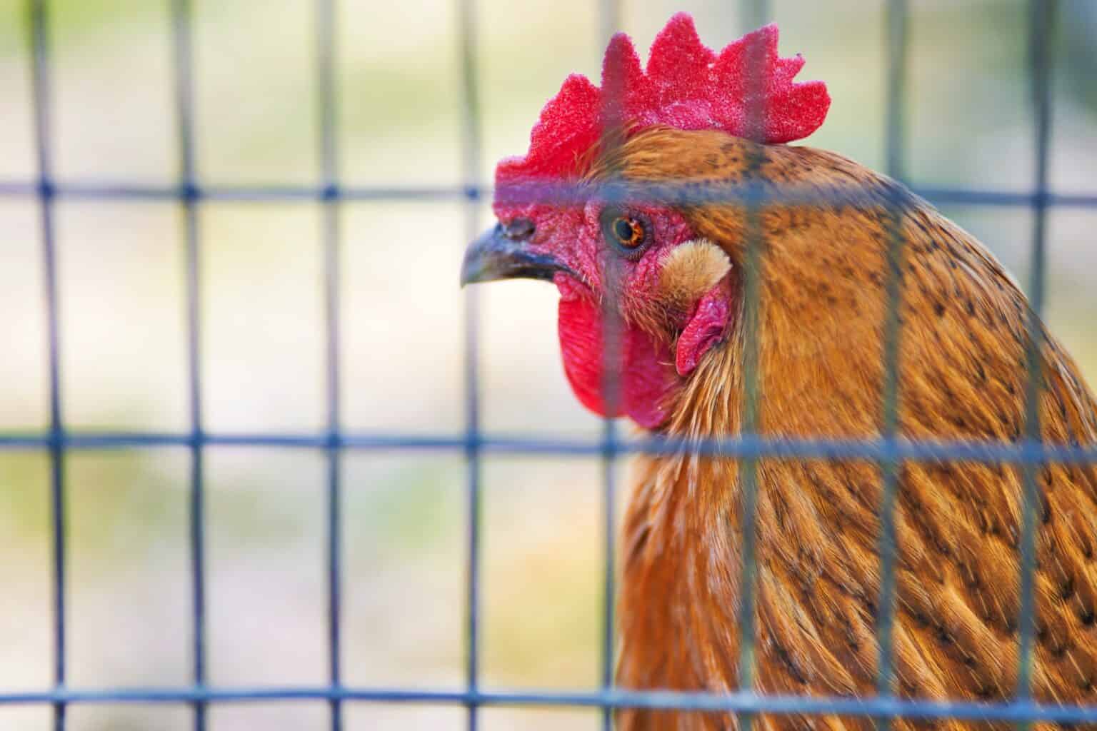 Chicken Wire vs. Hardware Cloth for Chicken Coop Security Daily Chickens