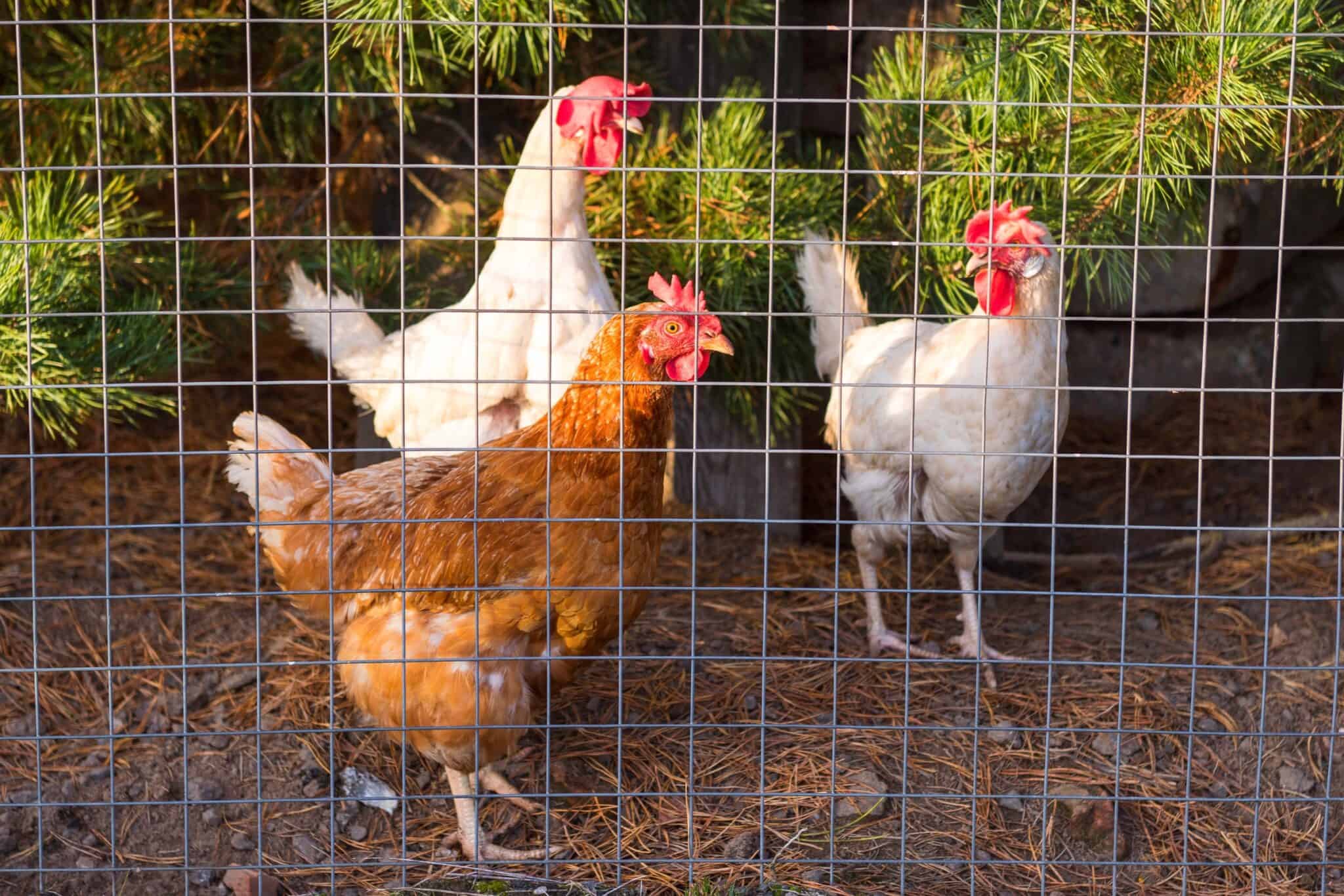 Chicken Wire vs. Hardware Cloth for Chicken Coop Security Daily Chickens