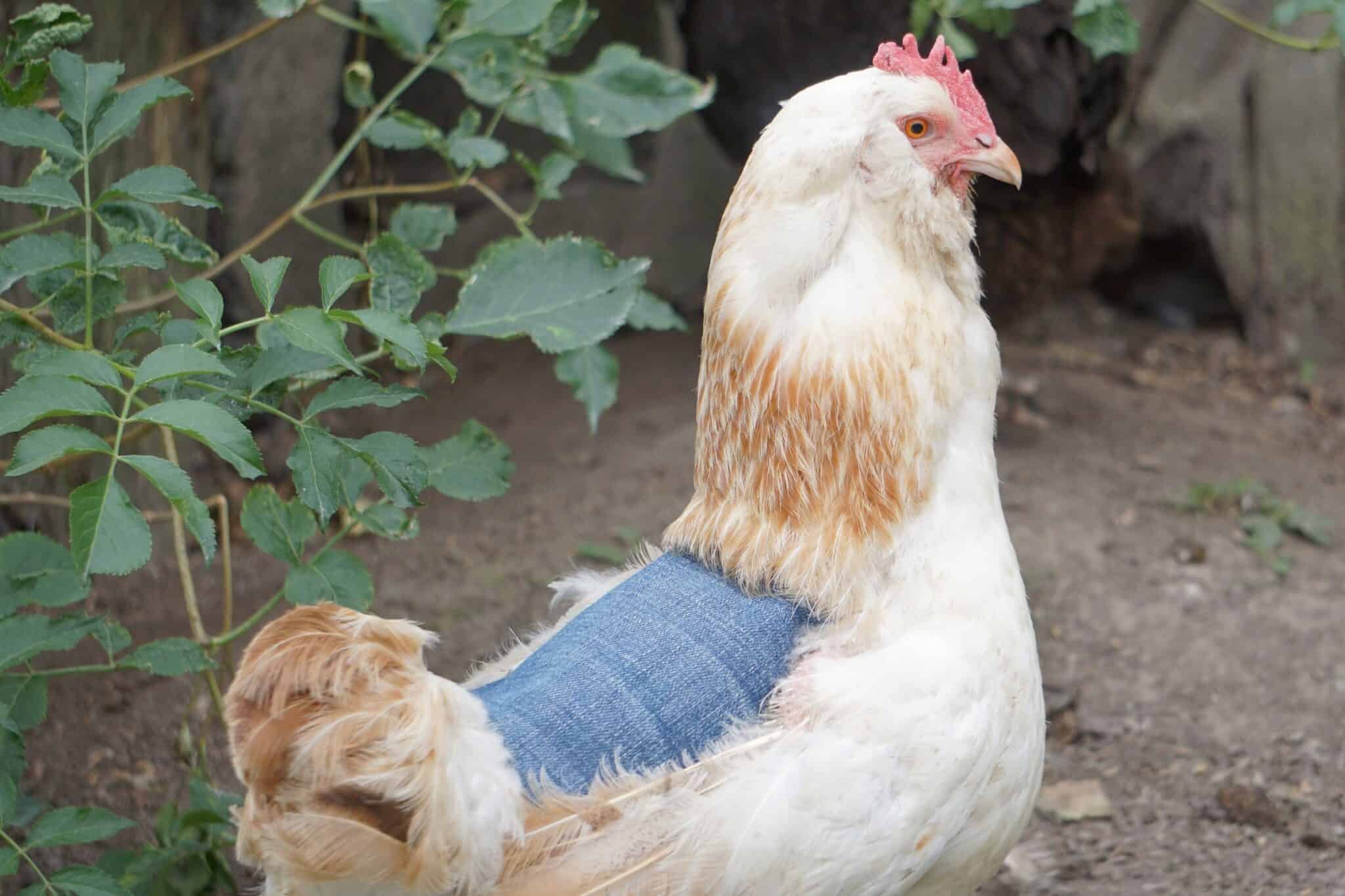 Chicken Saddles For Hens What You Need To Know chicken-saddles-for-hens-what-you-need-to-know