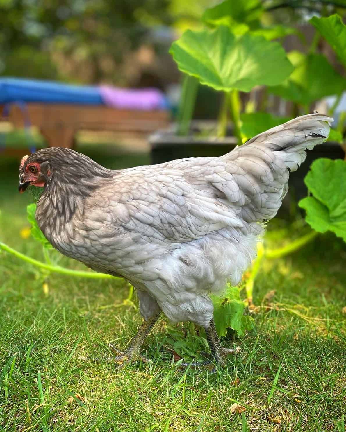 15 Best Gray Chicken Breeds To Raise In Your Backyard 15 Best Gray Chicken Breeds To Raise In Your Backyard